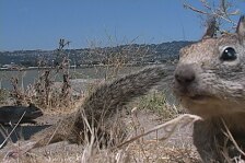 squirrels 6.jpg